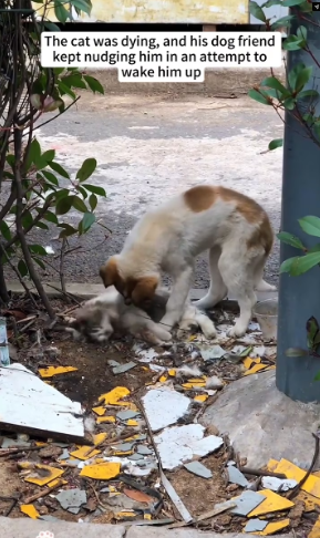 M0202019_tiktok_7601122759443303710_7601122759443303710_part2