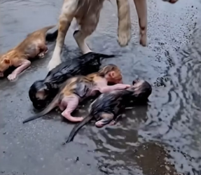 V0402001_Abandoned Cat With Kitten Rescued_part2