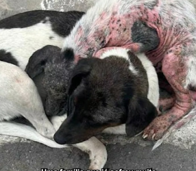 V0402003_An entire family living on the streets, covered with demodectic mange‼️ So small, so fragile… and victims of a … _part2