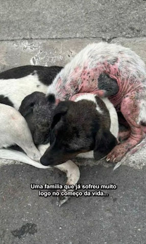 V0402003_An entire family living on the streets, covered with demodectic mange‼️ So small, so fragile… and victims of a … _part2