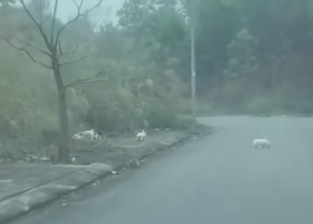 M3101015_On my way home from work, I saw this poor mother dog who had collapsed from exhaustion from caring for her puppies. I s