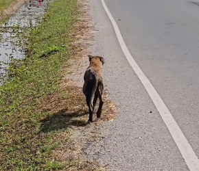 V0402005_Becoming ‘Phi Luang’ — from a stray dog in the governor’s residence CompassionSustainsTheWorld The Governor of Sukhothai addresses the issue & helps stray dogs _part2
