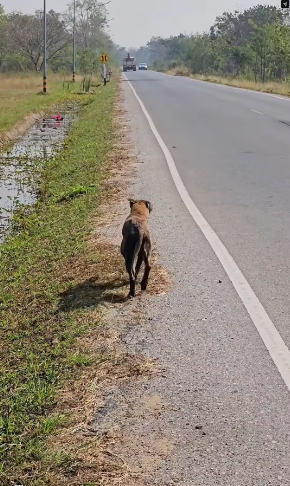 V0402005_Becoming ‘Phi Luang’ — from a stray dog in the governor’s residence CompassionSustainsTheWorld The Governor of Sukhothai addresses the issue & helps stray dogs _part2