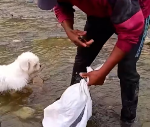 V0402007_I found this dying cat in the water 😢 Part 2