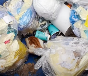 V0402008_Crying Kitten Was Stuck In A Dumpster_part2