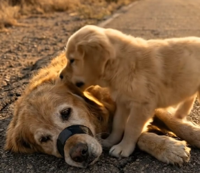 V0402010_A Puppy’s Desperate Cry to Wake Its Mother_part2