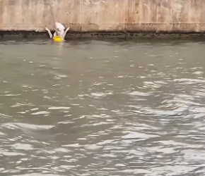 V0402012_Locals use ladder to save dog from drowning_part2