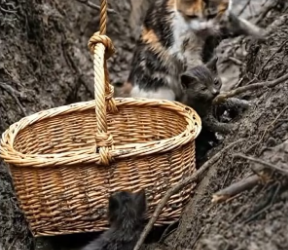 V0402013_Trapped in the mud, her tiny babies crying in fear… She lifted them into the basket first, then climbed in last — a mot