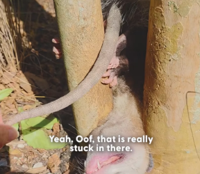 V0402014_Pro Rescuer Saves Opossum Without Getting Bit_part2