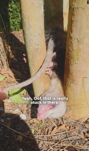 V0402014_Pro Rescuer Saves Opossum Without Getting Bit_part2