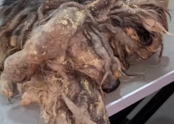 V0402016_We Had To STOP Shaving This Matted Dog! (Emergency) #grooming #dog #puppy #animals Katie & Darian_part2