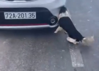 V0402017_While riding, I ended up rescuing a puppy 🐶vukhanhbaria #cartrolling #oldcar #morning #funny _part2