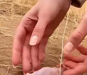 V0402019_The baby ferret fell out of its nest and was immediately spotted by a crow, but luckily, a passerby rescued it.#rescue