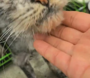 M0802002_I found a very thin stray cat.It’s looking for food everywhere.It was so pitiful that I decided to take it home.and the