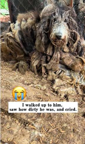 M0802003_I found a dog that had been trapped in a cage for years, and then…#rescue #animals #dog _part2