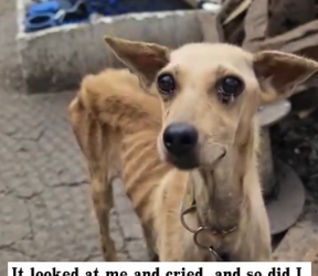 M0802004_I found an extremely thin dog. It’s so pitiful. I decided to take it away, and then…#rescue #animals #dog _part2