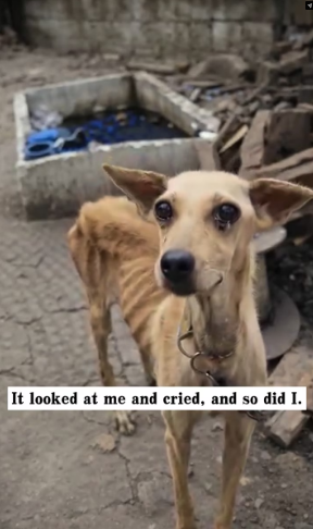 M0802004_I found an extremely thin dog. It’s so pitiful. I decided to take it away, and then…#rescue #animals #dog _part2