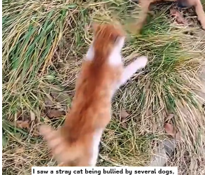 M0802005_I saw a stray cat being bullied by several dogs, so I stepped forward to rescue it, and then…#rescue #animals #cat _par