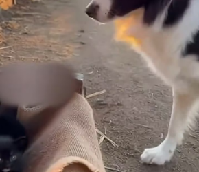 M0802006_Hero Border Collie Saves a Cat Mom From Cougar #rescue #wholesome #animals #dog #wildliferescue _part2