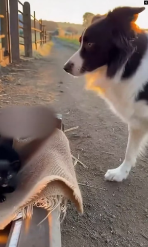 M0802006_Hero Border Collie Saves a Cat Mom From Cougar #rescue #wholesome #animals #dog #wildliferescue _part2