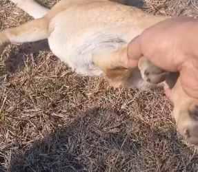 M0802007_142K views · 8.2K reactionsJust last night, it was still running over, wagging its tail to eat.Nontaphat Khummamoon_part2