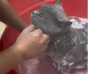 M0802009_I love cats �������#rescue #rescueanimals #cat #graycat #animals #fyp _part2