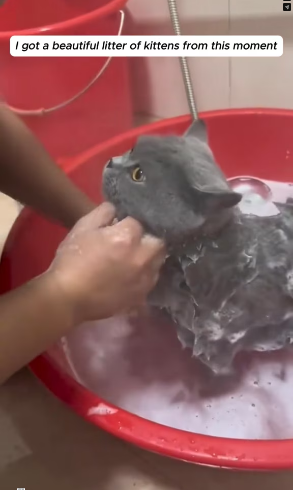 M0802009_I love cats �������#rescue #rescueanimals #cat #graycat #animals #fyp _part2