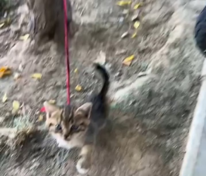 M0802010_I found a kitten tied to a tree by the roadside, I rescued him and decided to adopt him❤️#cat #rescue #animalrescue #lo