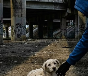 M0802012_Left Behind Under the Flyover �#rescueanimals #dog #rescue #animals #hope _part2