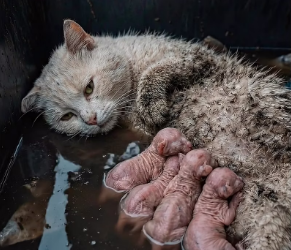 M0802013_A Girl Stopped in the Rain to Save a Mother Cat and Her Kittens_part2