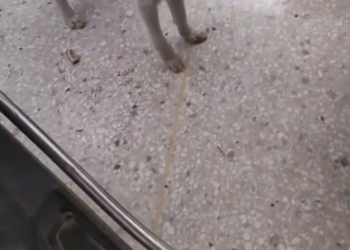 M0802015_This puppy was involved in a car accident, and due to a lack of timely treatment, its head is now temporarily tilted to