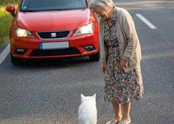 M0802016_A Brave Baby Kitten Helps Rescue a Baby Deer from the Roadside_part2