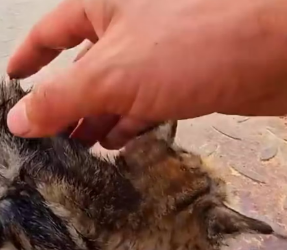 M0202001_Rescue drowning baby cat #rescue #animals #animalsoftiktok #rescuea…_part2