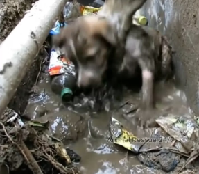 V1202004_Puppy Saved From Mud_part2