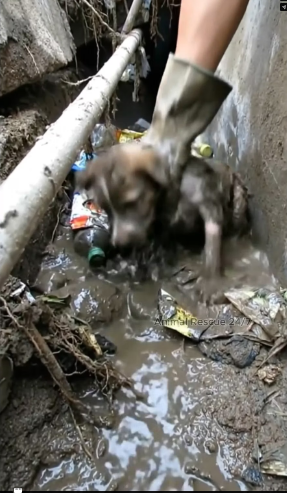 V1202004_Puppy Saved From Mud_part2