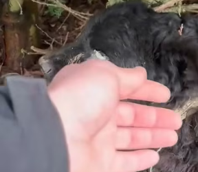 V1202006 Our veterinarian was able to save him yesterday. We will keep you updated.Savethedog