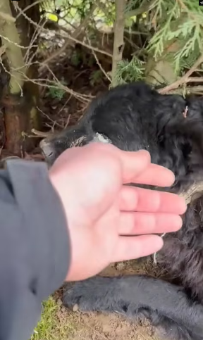 V1202006 Our veterinarian was able to save him yesterday. We will keep you updated.Savethedog