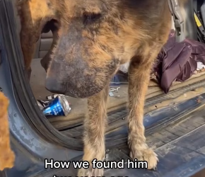 V1202008_BeforeAfter, 2 years later… Notice the change in body language, eye contact, and confidence… Until now, this was a dog