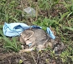 M0202002_Video_1192409396396234_part2