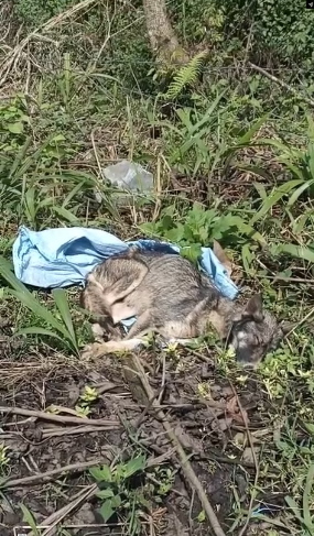 M0202002_Video_1192409396396234_part2