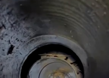 V1202009_♥️♥️#dogoftiktok #doglife #rescuedog #respect #poordog #puppy_part2