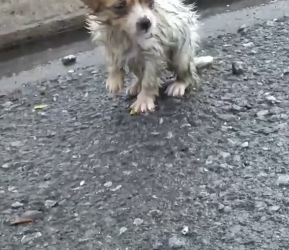 V1202010_If it were you, would you rescue thus poor puppy #rescue #animals #animalsoftiktok #rescueanimal #dogsoftiktok #dog #re