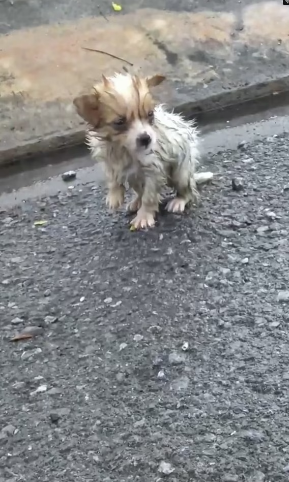 V1202010_If it were you, would you rescue thus poor puppy #rescue #animals #animalsoftiktok #rescueanimal #dogsoftiktok #dog #re