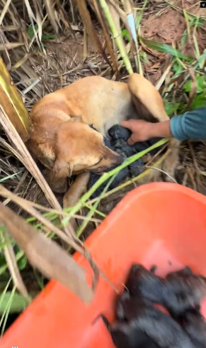 V1202011_Vamos levar eles para um lugar seguro ��❤️_part2