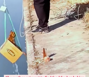 V1202012_Rescue a mother cat that fell down a riverbank and her newborn babies in the forest�������❤️❤️❤️❤️❤️❤️❤️❤️#rescu