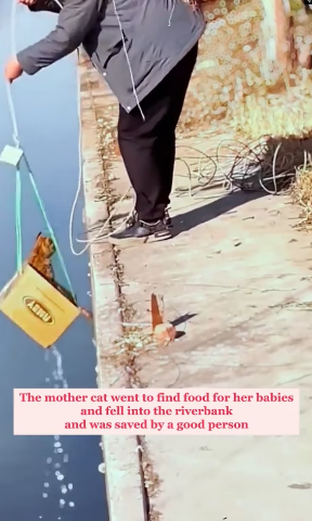 V1202012_Rescue a mother cat that fell down a riverbank and her newborn babies in the forest�������❤️❤️❤️❤️❤️❤️❤️❤️#rescu