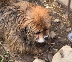 V1202013 Most probably hit by cars …..� He has pain on his back legs – he can eat, he can’t stand