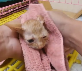 V1202015_Rescued a kitten looking for its mother in the pouring rain �������❤️❤️❤️❤️❤️❤️❤️#rescue #rescueanimals #rescuec