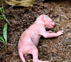 V1202016 “This Newborn Kitten Was Being Taken by a Mongoose… Then a Miracle Happened” ��➡️❤️ #Kitt