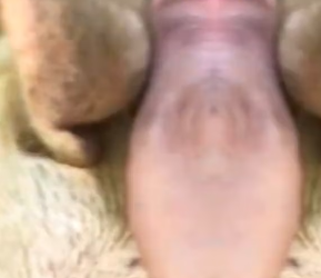 V1202017_Please say thank you to this kind family who adopted this poor dog�����������❤️❤️❤️❤️❤️❤️❤️❤️#rescue #rescue